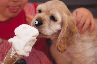 Ice Cream Scholarship